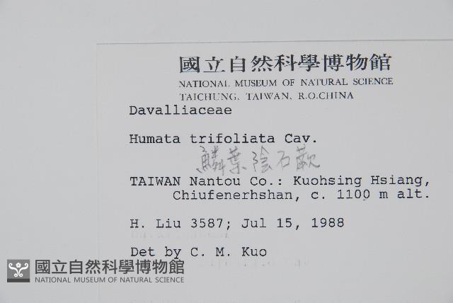 鱗葉陰石蕨藏品圖，第2張