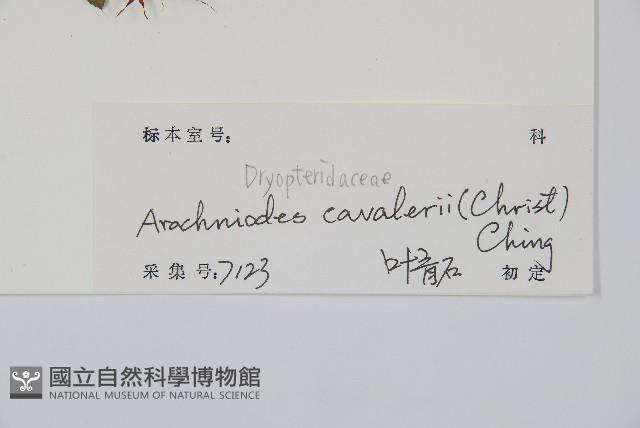 鐮形假毛蕨藏品圖，第2張