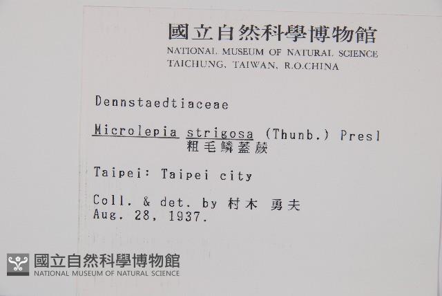 粗毛鱗蓋蕨藏品圖，第2張