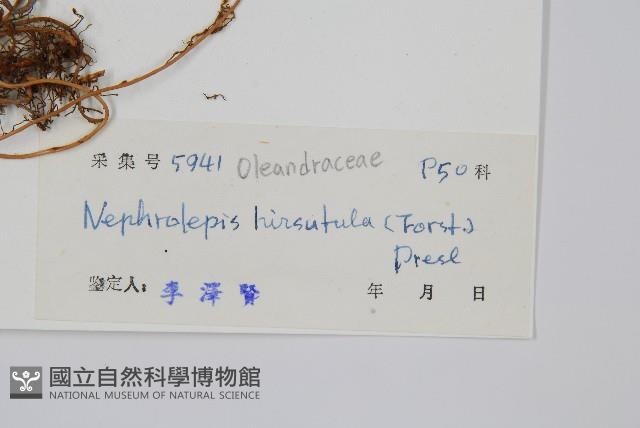 毛葉腎蕨藏品圖，第1張