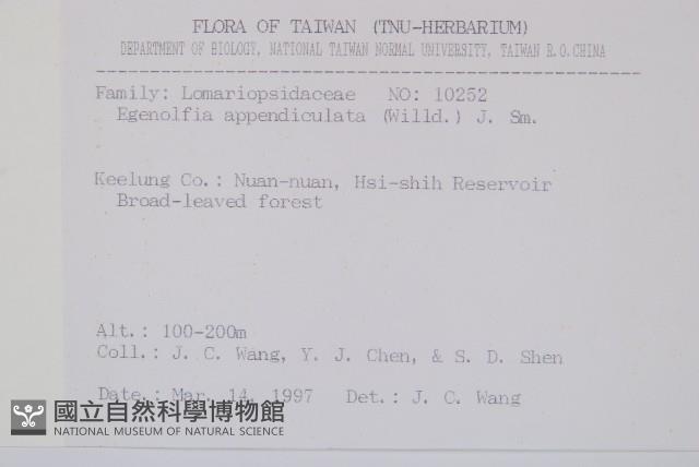 刺蕨藏品圖，第2張