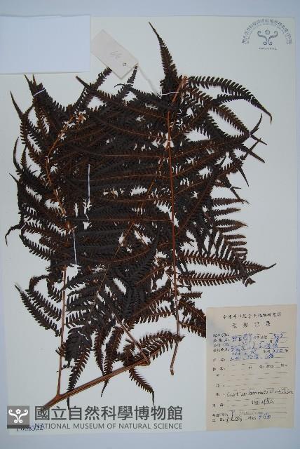 金狗毛蕨藏品圖，第1張