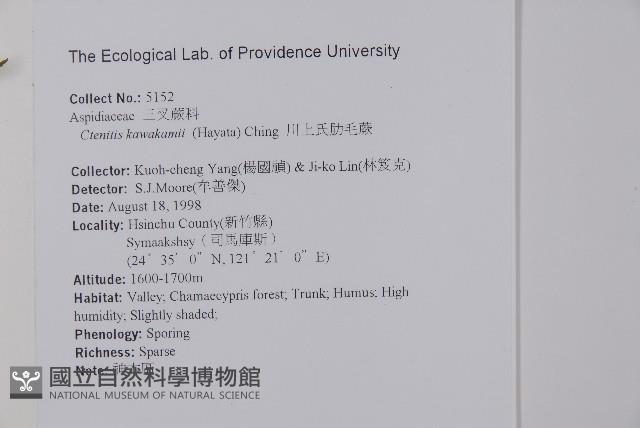 川上氏肋毛蕨藏品圖，第2張