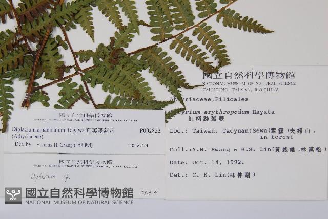 奄美雙蓋蕨藏品圖，第2張