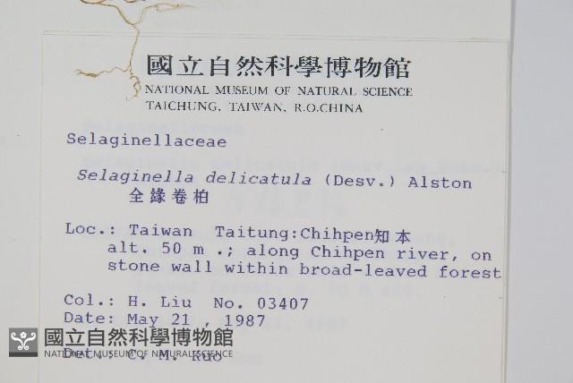 全緣卷柏藏品圖，第2張