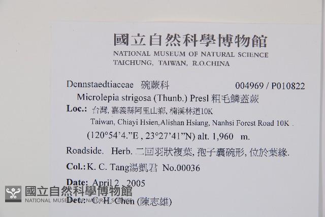 粗毛鱗蓋蕨藏品圖，第2張