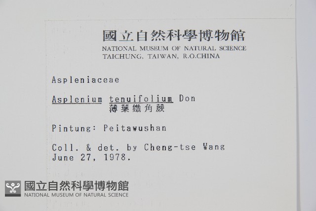 薄葉鐵角蕨藏品圖，第2張