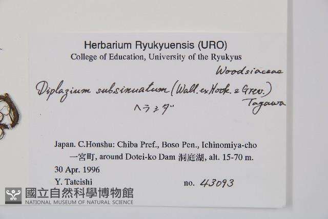 單葉雙蓋蕨藏品圖，第2張