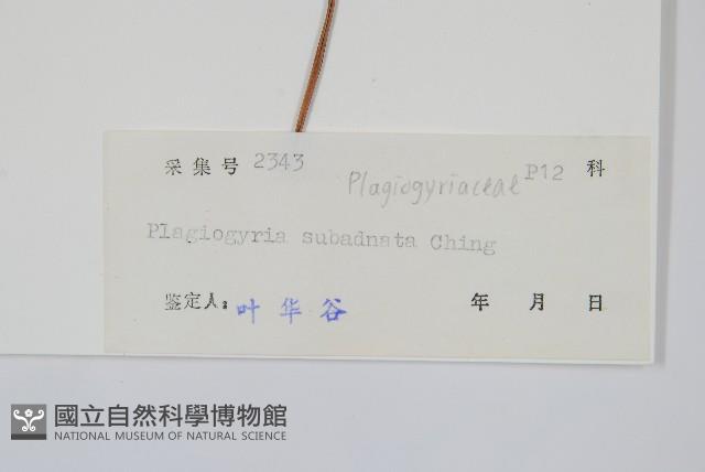 嶺南瘤足蕨藏品圖，第2張