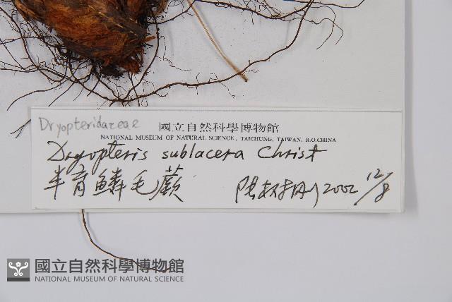 亞二型鱗毛蕨藏品圖，第2張