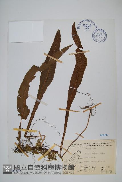 萊氏線蕨藏品圖，第1張