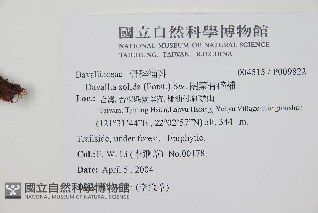 闊葉骨碎補藏品圖，第2張