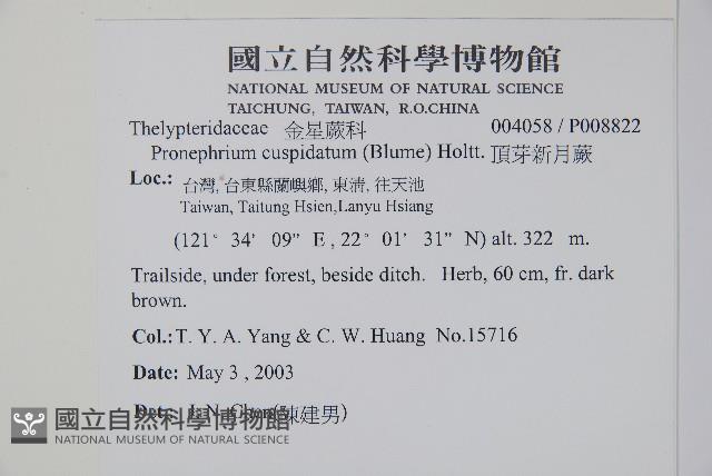 頂芽新月蕨藏品圖，第2張