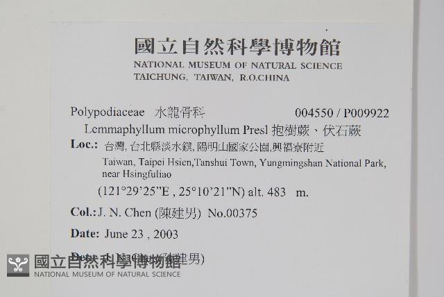 抱樹蕨、伏石蕨藏品圖，第2張