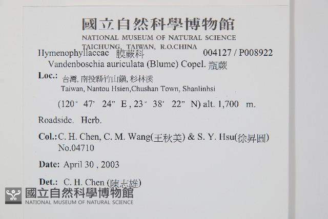 瓶蕨藏品圖，第2張