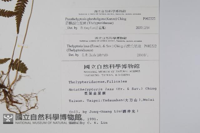 密腺副金星蕨藏品圖，第2張