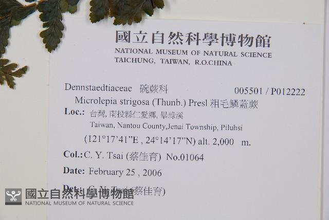 粗毛鱗蓋蕨藏品圖，第2張