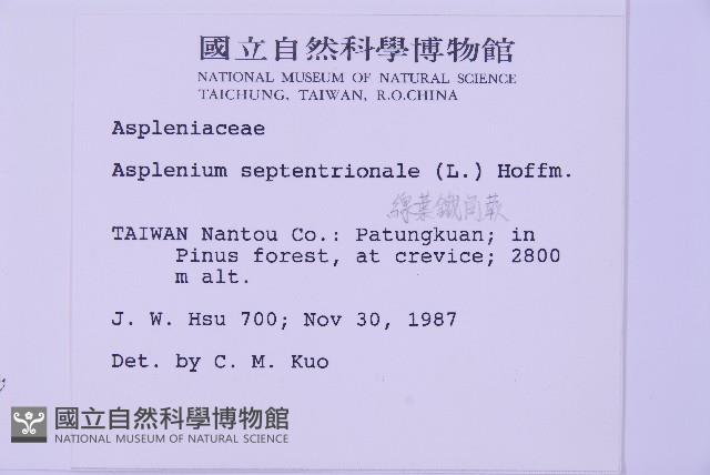 線葉鐵角蕨藏品圖，第2張