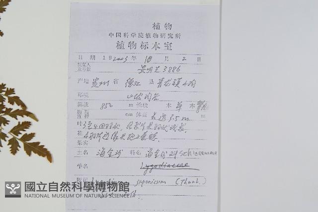 海金沙藏品圖，第2張