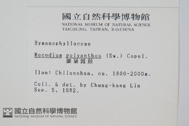 細葉蕗蕨藏品圖，第2張