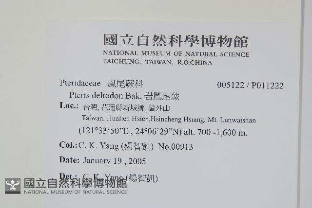 岩鳳尾蕨藏品圖，第2張