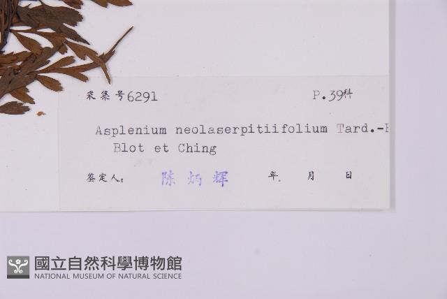 大黑柄鐵角蕨、黃鱗鐵角蕨、大羽鐵角蕨藏品圖，第2張