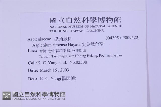 尖葉鐵角蕨藏品圖，第2張