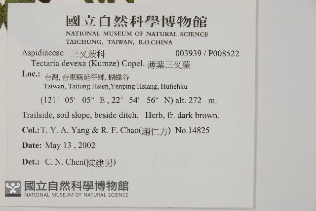 薄葉三叉蕨藏品圖，第2張