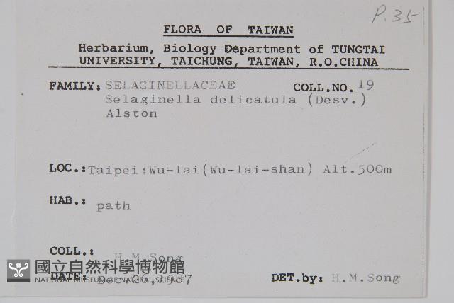 全緣卷柏藏品圖，第2張