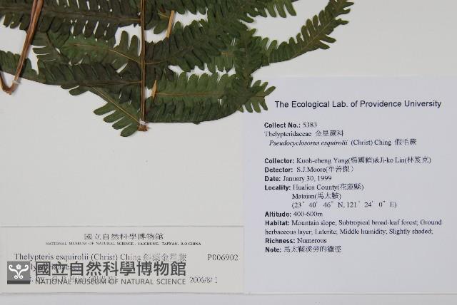 斜葉金星蕨藏品圖，第2張