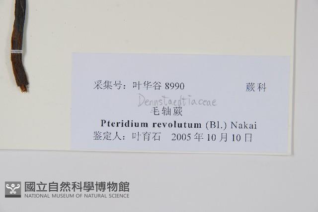 密毛蕨、巒大蕨藏品圖，第2張