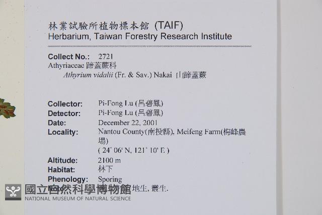 阿里山蹄蓋蕨藏品圖，第2張