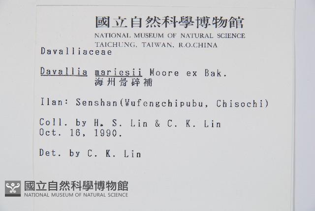 海州骨碎補藏品圖，第2張