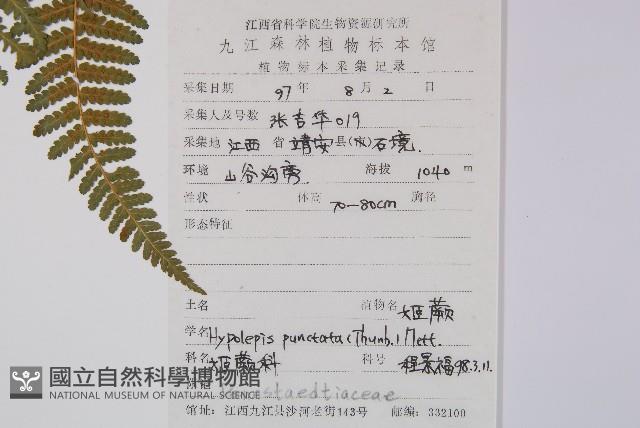 姬蕨藏品圖，第2張