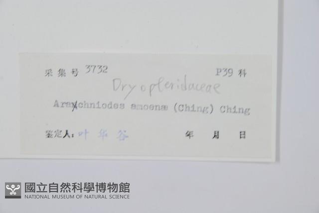 美麗複葉耳蕨藏品圖，第2張