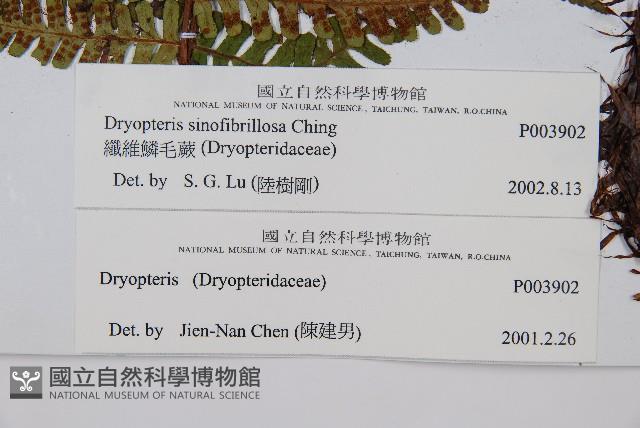 密鱗鱗毛蕨藏品圖，第2張