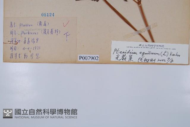 蕨藏品圖，第2張