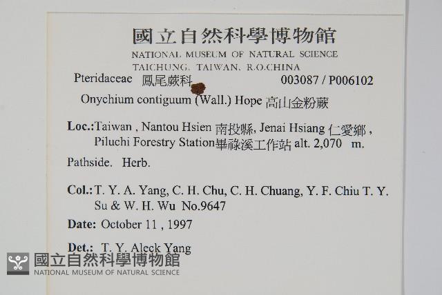 高山金粉蕨藏品圖，第2張