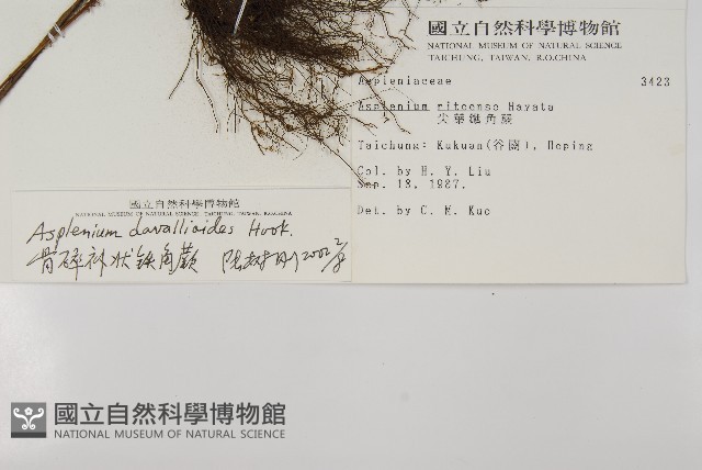骨碎補鐵角蕨藏品圖，第2張