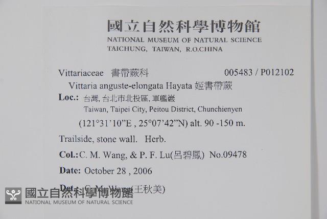 姬書帶蕨藏品圖，第2張