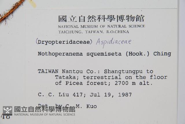 阿里山肉刺蕨、肉刺蕨藏品圖，第2張