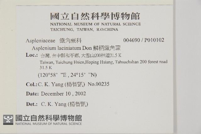 鱗柄鐵角蕨藏品圖，第2張