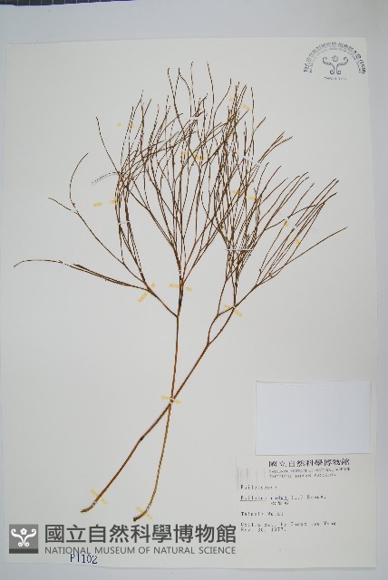 松葉蕨藏品圖，第1張