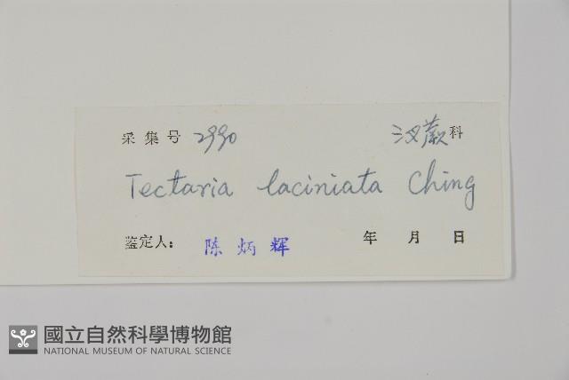 條裂三叉蕨藏品圖，第2張