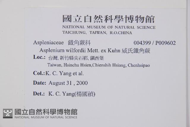 威氏鐵角蕨藏品圖，第2張