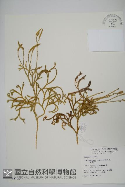 地刷子藏品圖，第1張