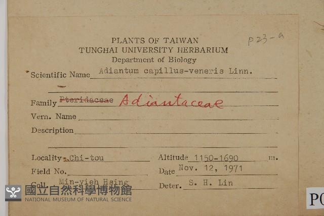 鐵線蕨藏品圖，第2張