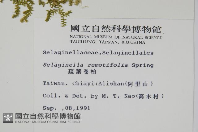 疏葉卷柏藏品圖，第2張