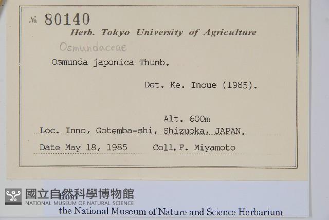 紫萁藏品圖，第2張