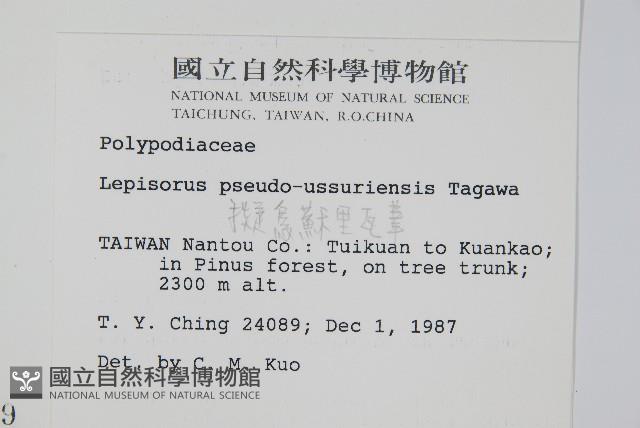 擬烏蘇里瓦葦藏品圖，第2張